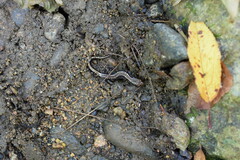 Desmognathus orestes