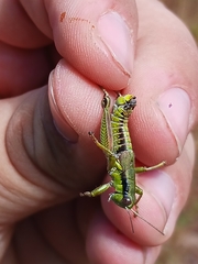 Melanoplus digitifer