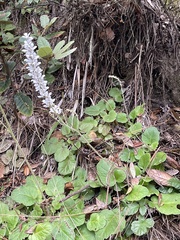 Boykinia occidentalis