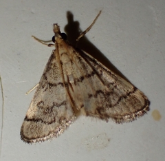 Metasia ophialis