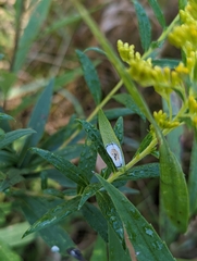 Asteromyia carbonifera