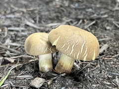 Caloboletus