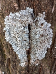 Myelochroa aurulenta