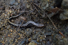 Desmognathus orestes