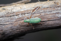 Polydrusus impressifrons