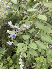 Salvia breviflora