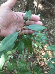 Ditrysinia fruticosa