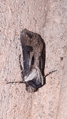 Agrotis venerabilis
