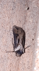Agrotis venerabilis