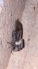 Agrotis venerabilis