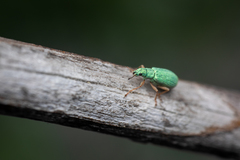 Polydrusus impressifrons