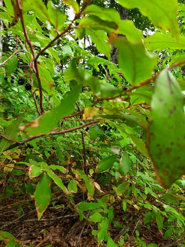 Image of Vaccinium arctostaphylos by (c) Виктория Билоус, some rights reserved (CC BY)