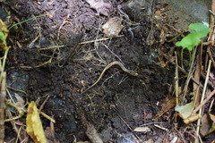 Desmognathus orestes