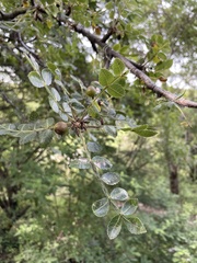 Bursera glabrifolia