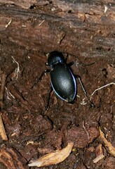 Carabus violaceus