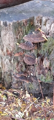 Fuscoporia