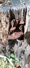 Fuscoporia