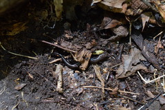 Desmognathus orestes