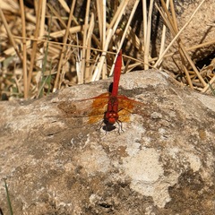 Trithemis kirbyi