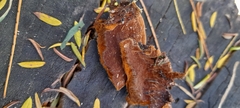 Fuscoporia