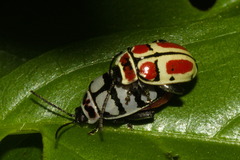 Alagoasa scissa