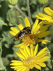 Dianthidium