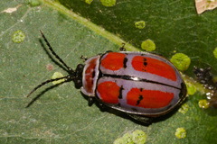 Alagoasa scissa