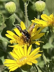 Dianthidium
