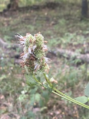 Agastache foeniculum