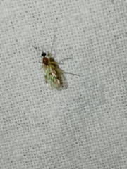 Sylvicola