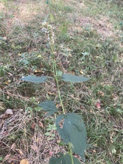 Agastache foeniculum