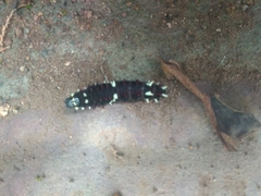 Parides photinus