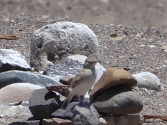Geositta cunicularia