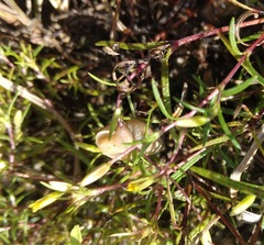 Bulimulus bonariensis