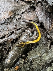 Ambystoma macrodactylum