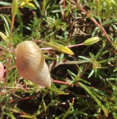 Bulimulus bonariensis