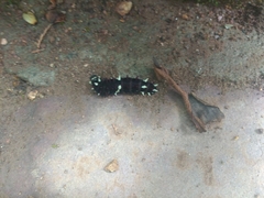 Parides photinus