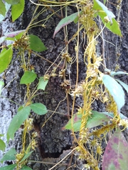 Cuscuta compacta