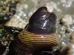 Crepidula adunca
