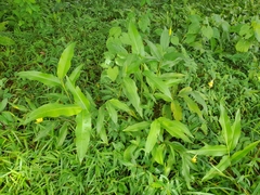 Heliconia longiflora