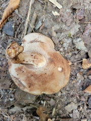 Gyroporus castaneus
