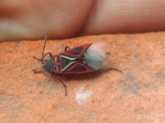 Anochrostomus formosus