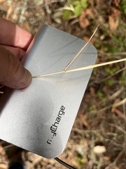Elymus glaucus