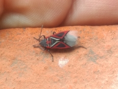 Anochrostomus formosus