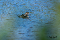 Aythya affinis