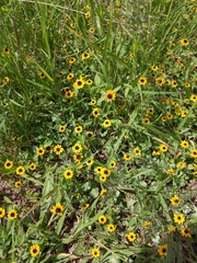 Sanvitalia procumbens