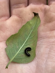 Spodoptera ornithogalli
