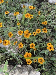 Sclerocarpus uniserialis