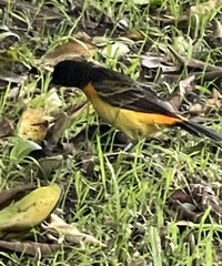 Ramphocelus flammigerus