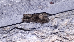 Platypolia mactata